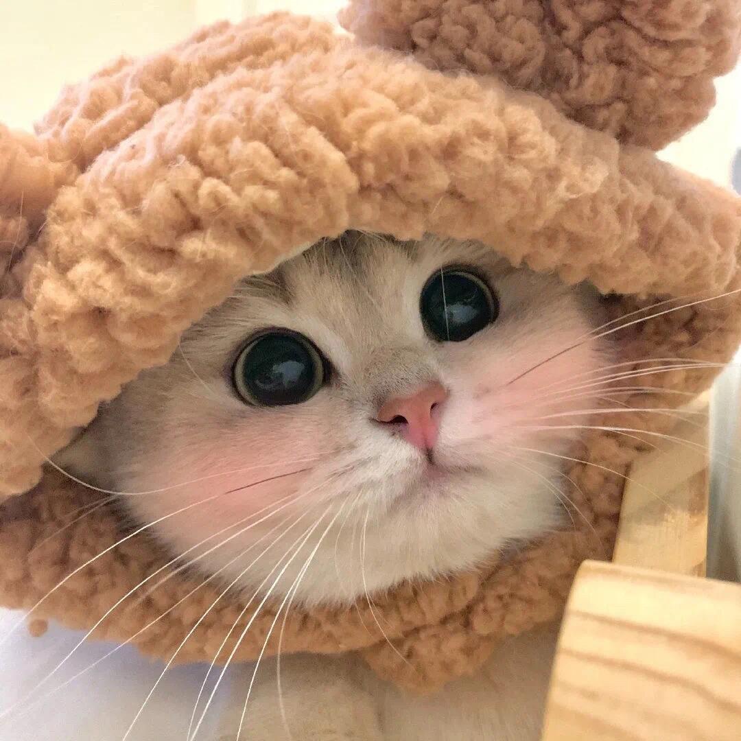 橘猫meme