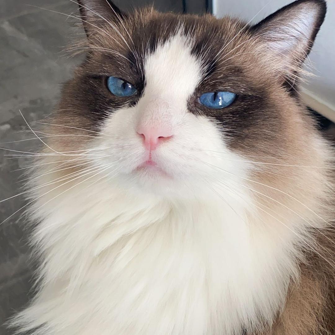 高橋李依天下第一