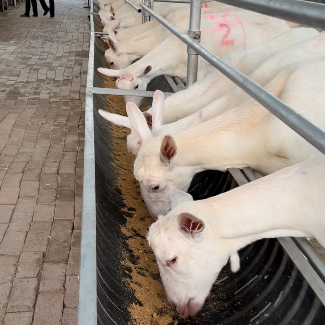 富平萨能奶山羊养殖基地