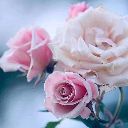 春花秋实