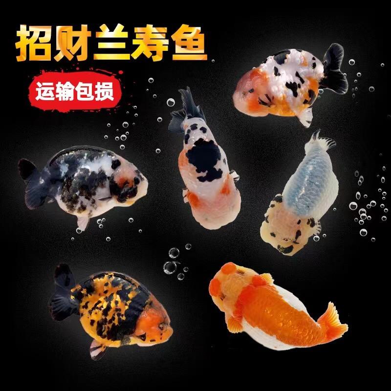 高老庄鱼场