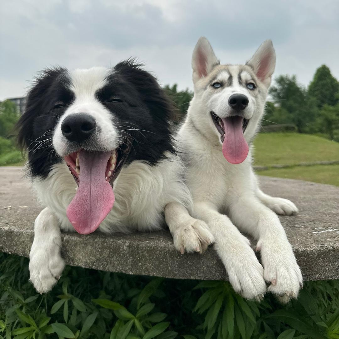 重庆家宠训犬👑三哥