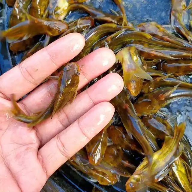汇丰渔产