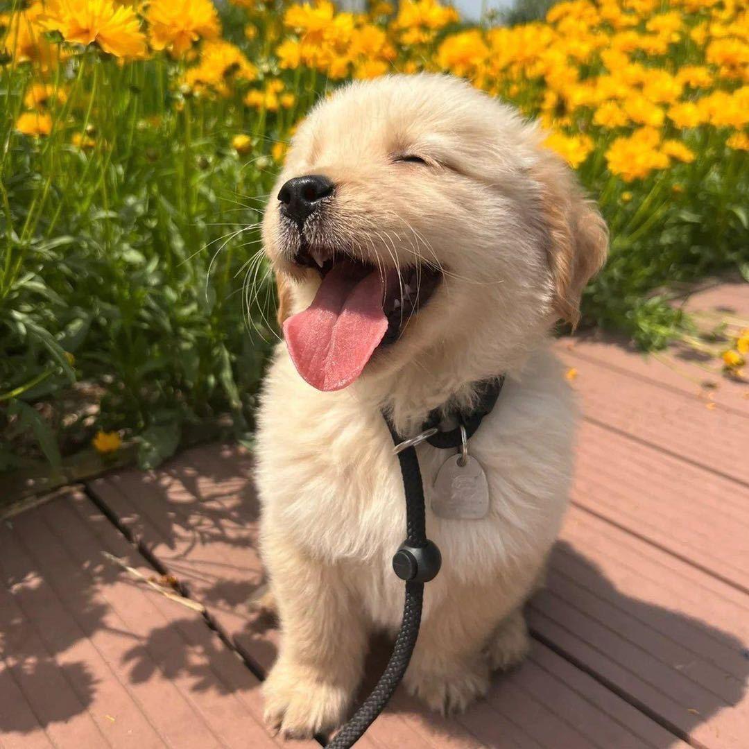 泡芙（无畏契约）