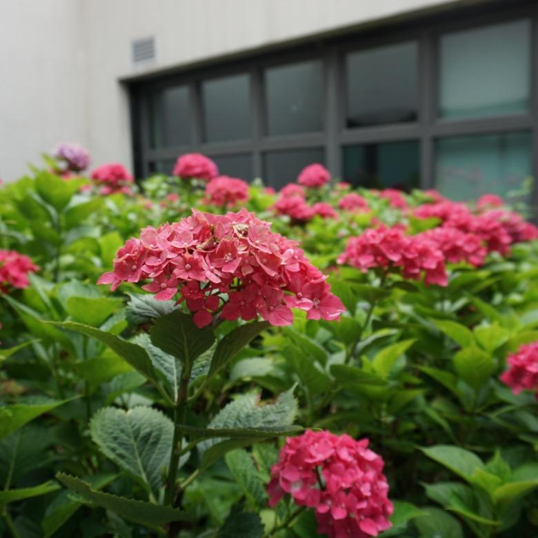 花开富贵@