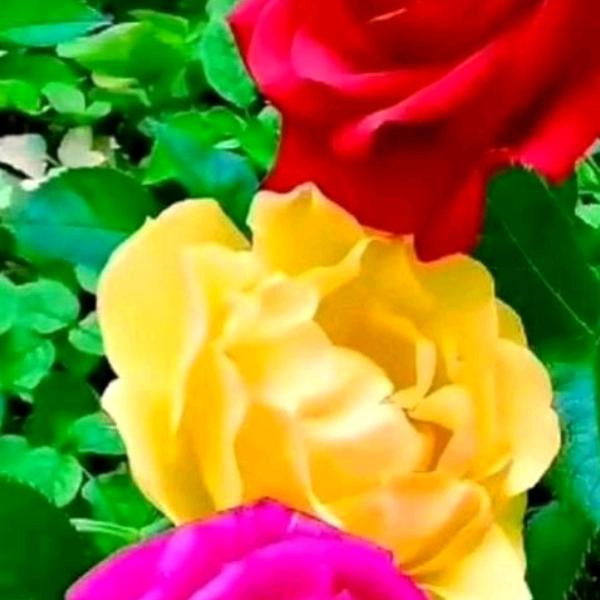🌹往事如烟🌹((拒绝私聊))
