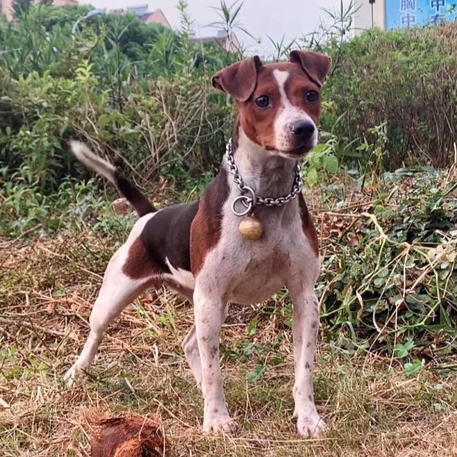 无锡市惠山区太仓猎犬商行