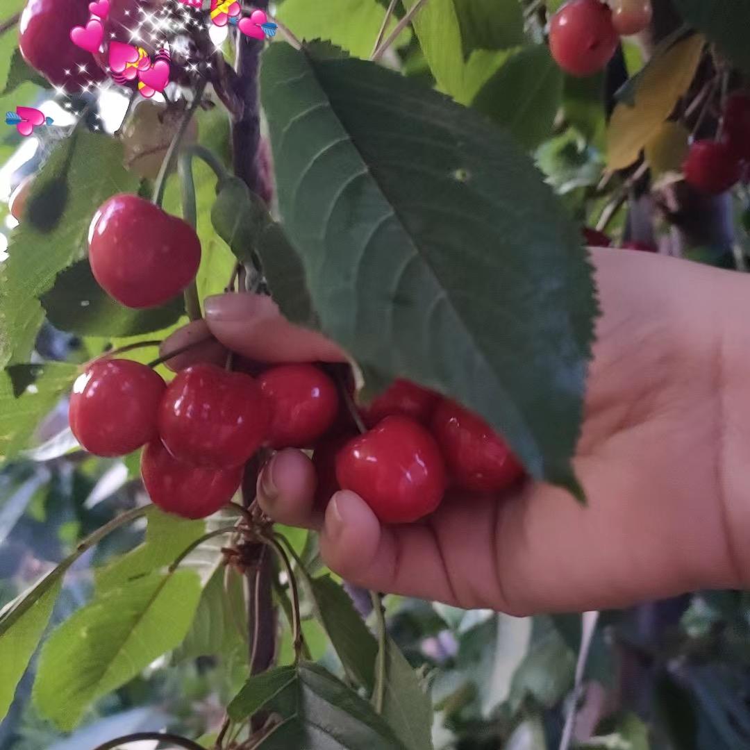 肥乡樱桃🍒