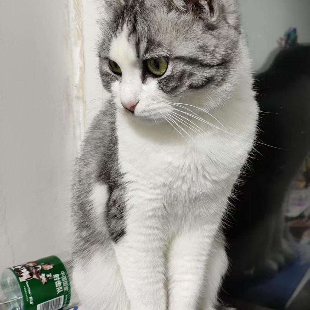 胖妹儿煎肉小龙虾