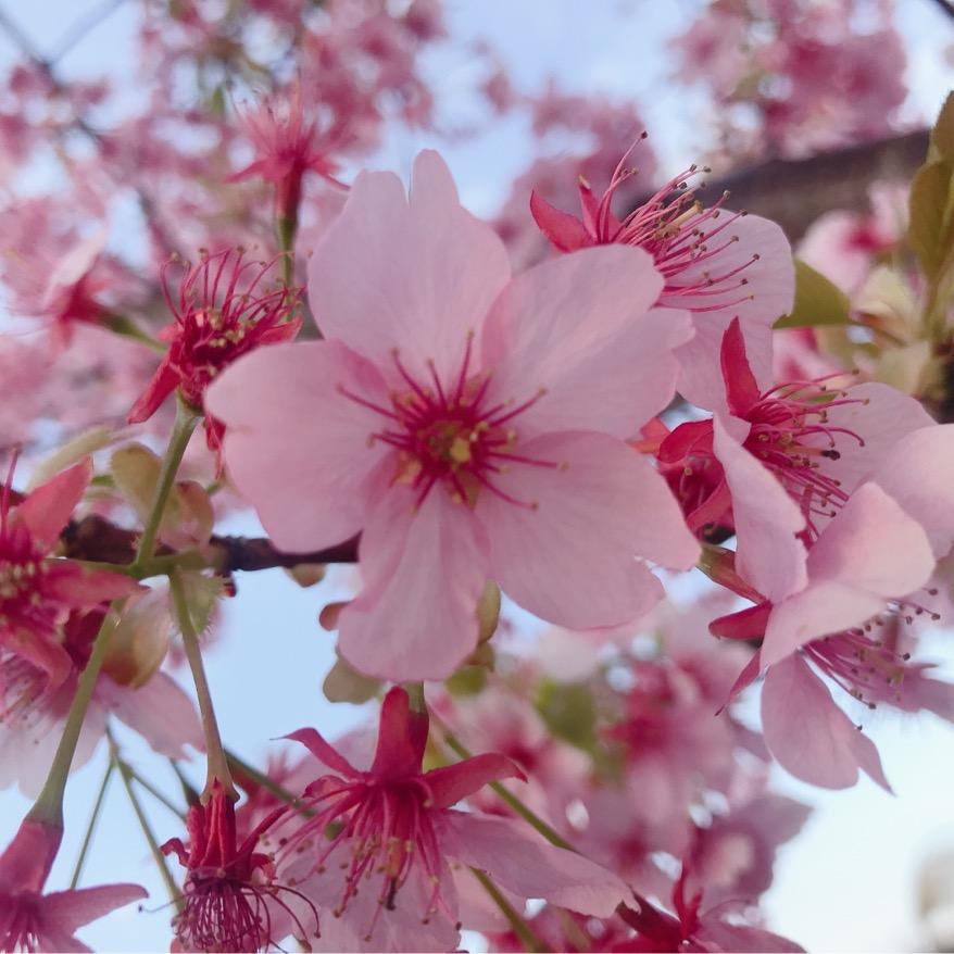 櫻花