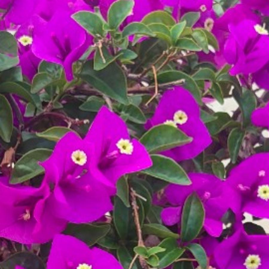 宇鑫奶奶（首播准备中）