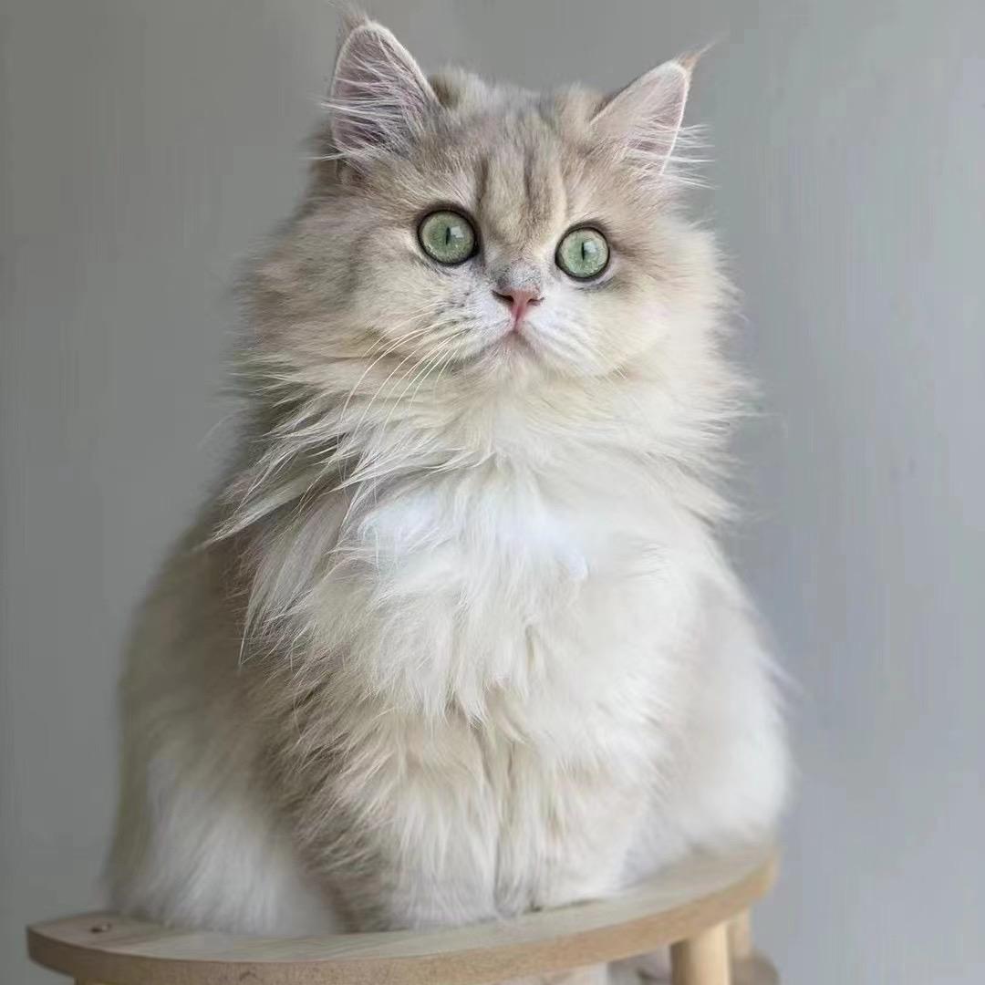 太阳家的金渐层