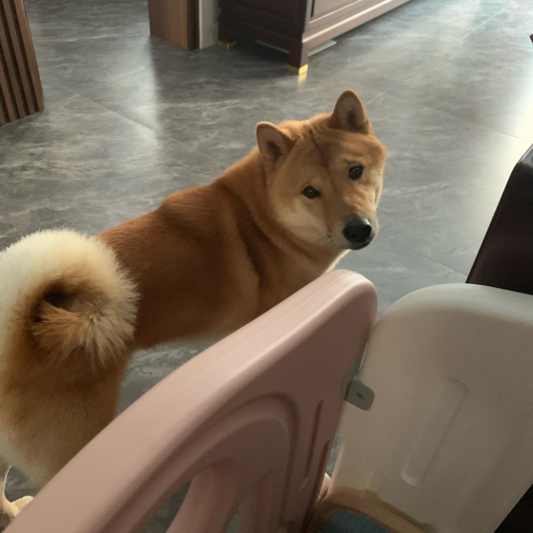 风火轮啊