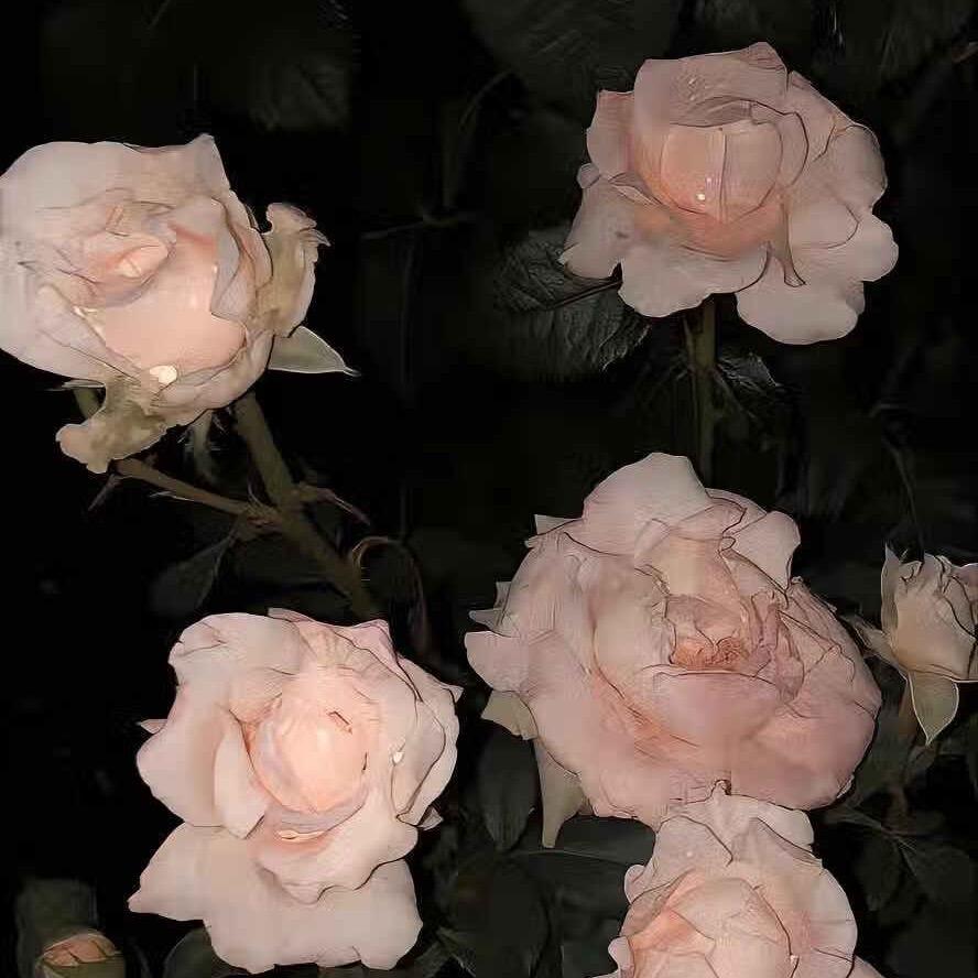 涵涵💗短剧