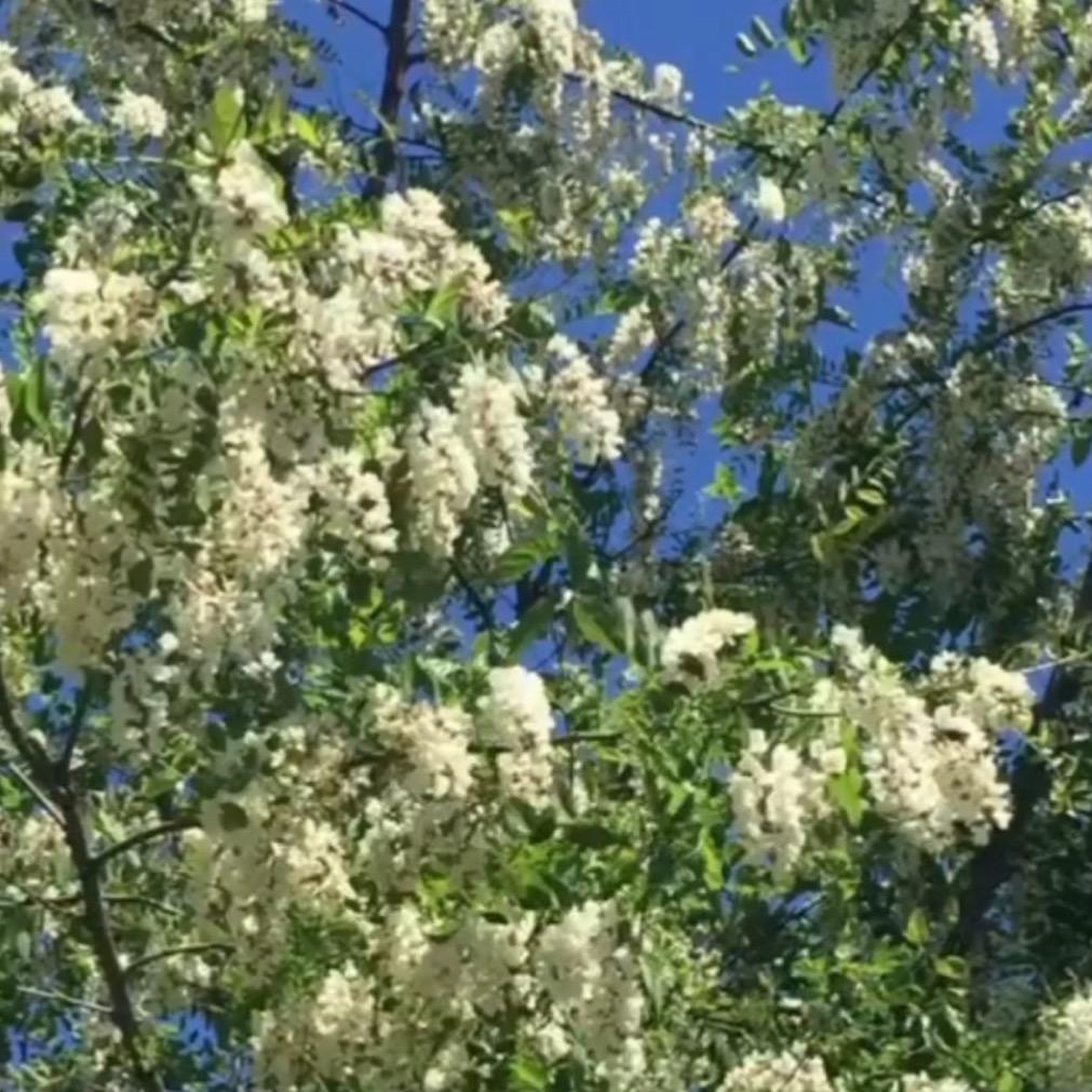 长白山深山中椴树蜜