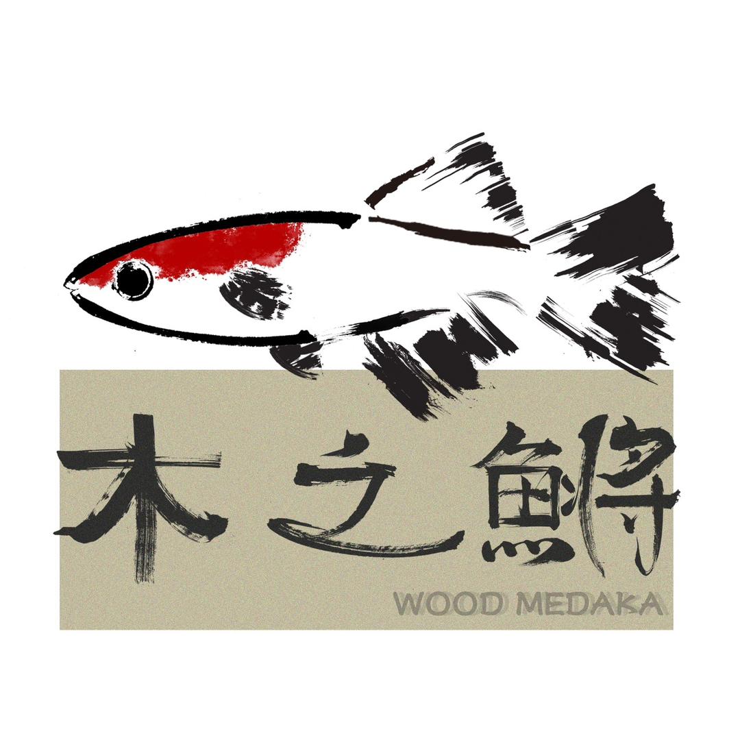 木之鳉观背青鳉