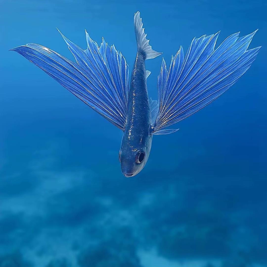 飞魚头像