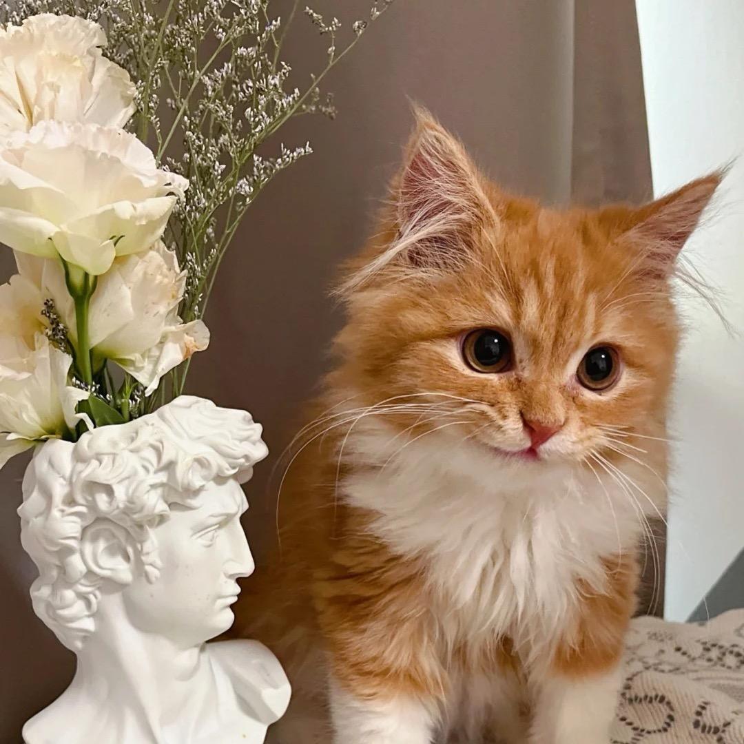 暴躁坡忒头啊🥔