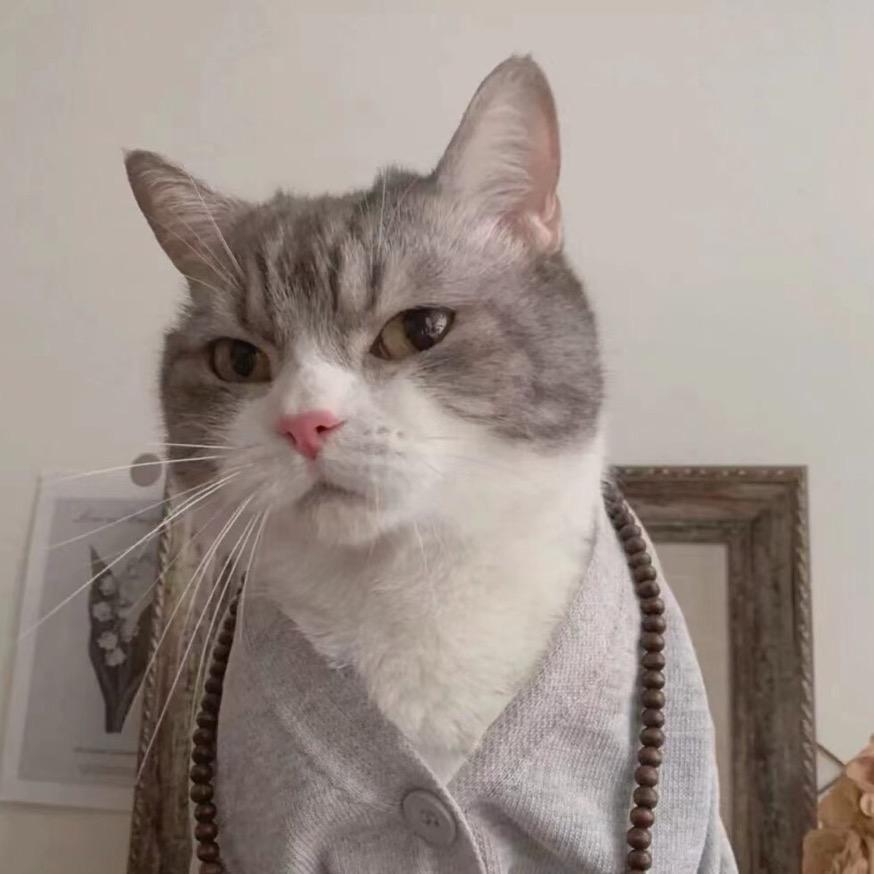 猫七🐱