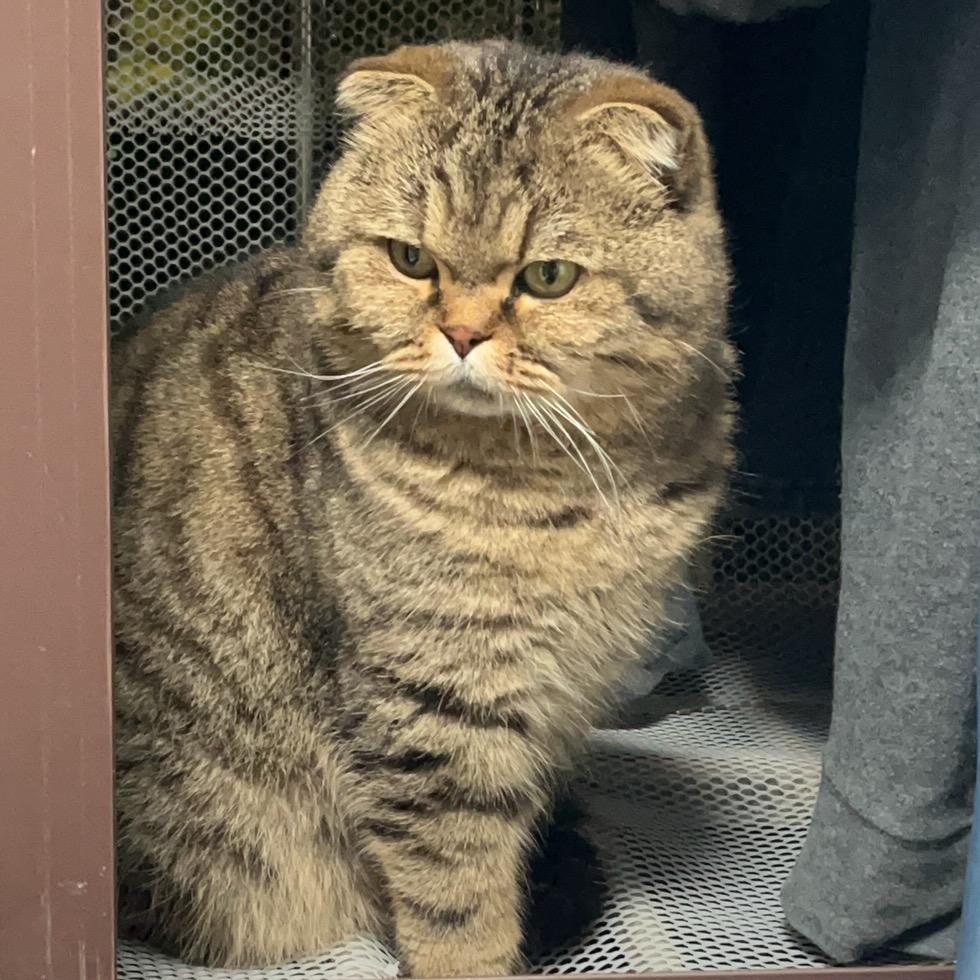 爱睡觉的大头猫(亲测版)