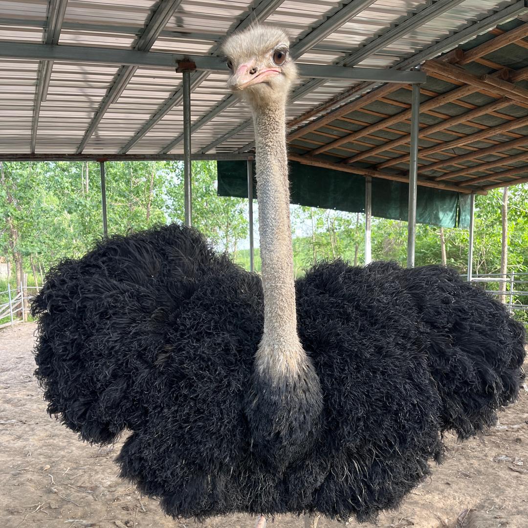 波运鸵鸟养殖