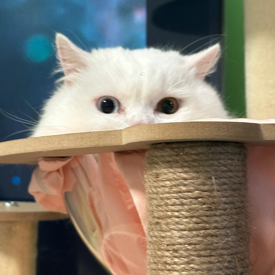 Neko酱😽