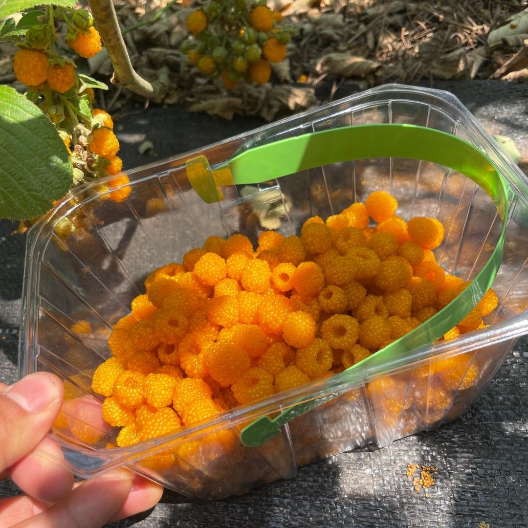 卫辞蔺采梦果树苗木专卖店