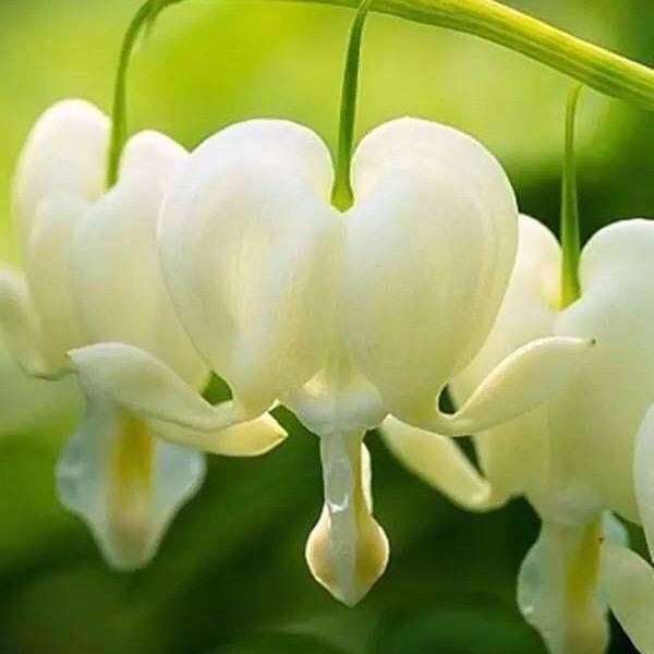 焦俊芳
