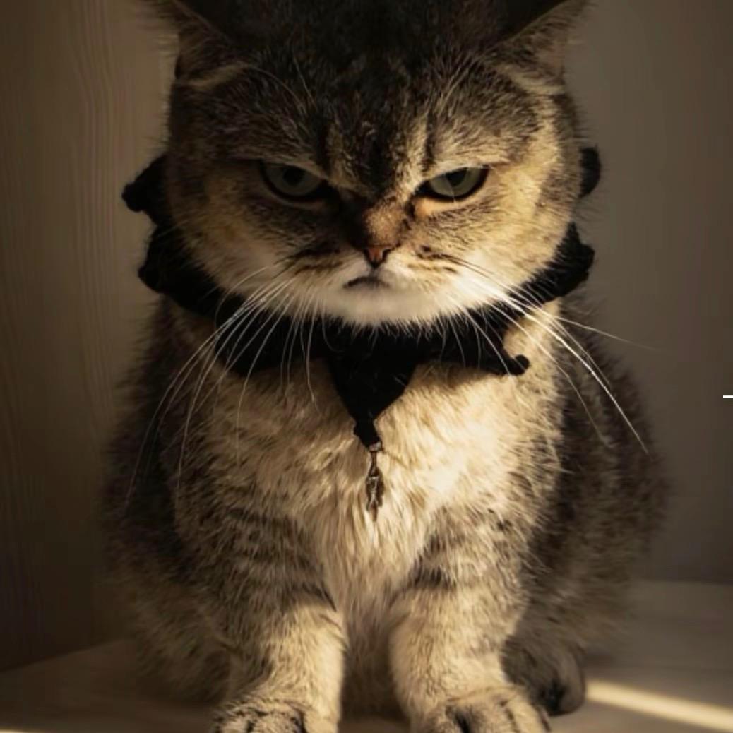 疯魔财税主理人