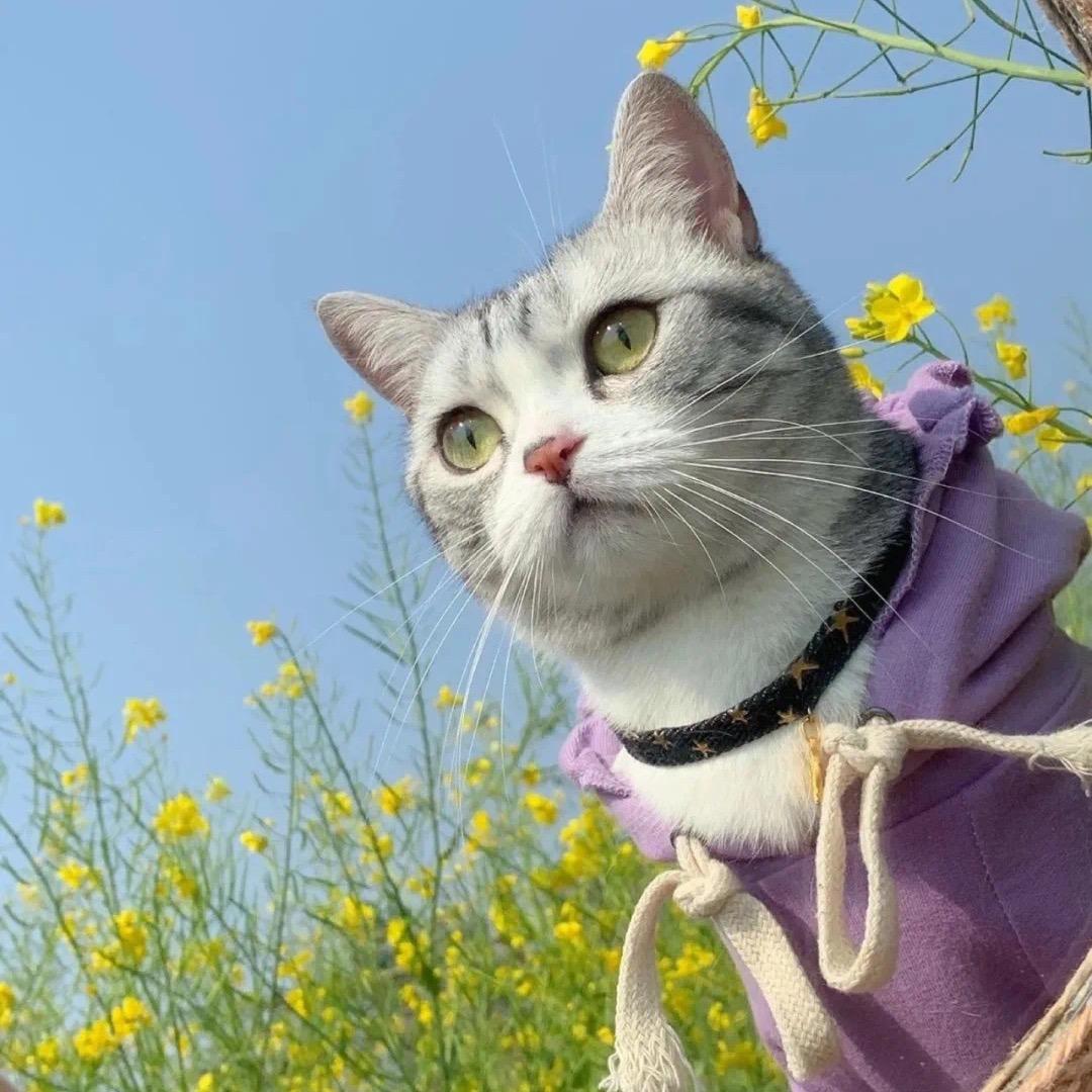 糖醋醋醋醋醋里脊