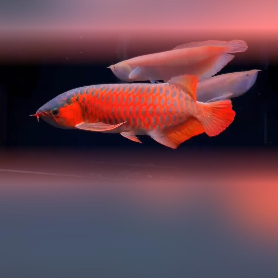 共度鱼生🐟（睿美壹号鱼缸）