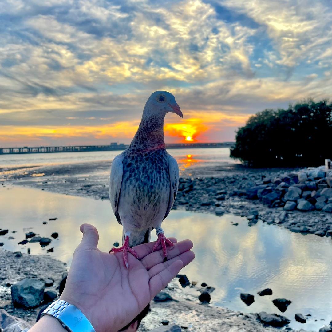 王子和鸽子🕊️