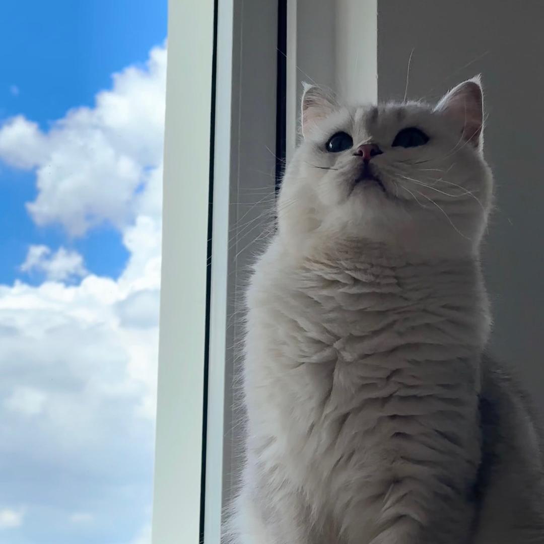 婀娜多姿小胖猫