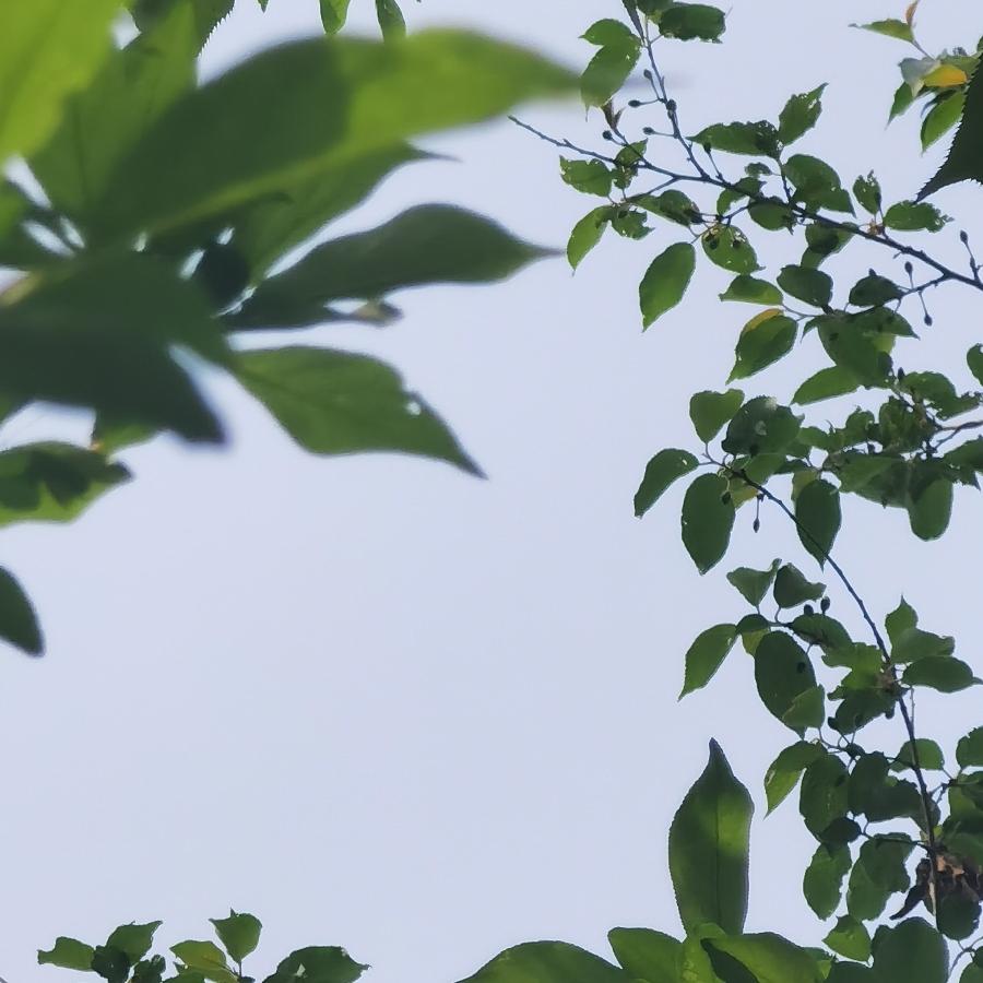 叶落满地，而我在亭栏深处等你头像