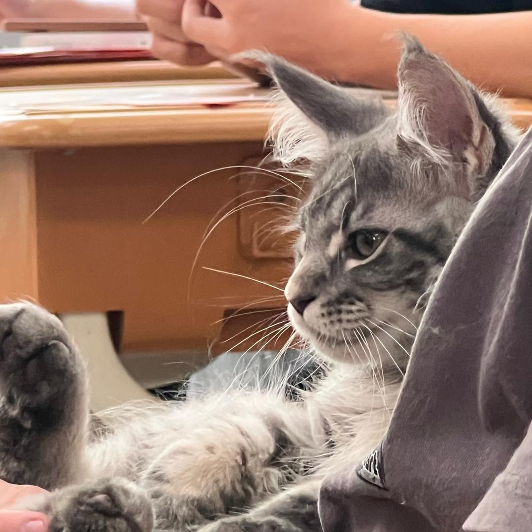 啵啵（海贼王壮志雄心）