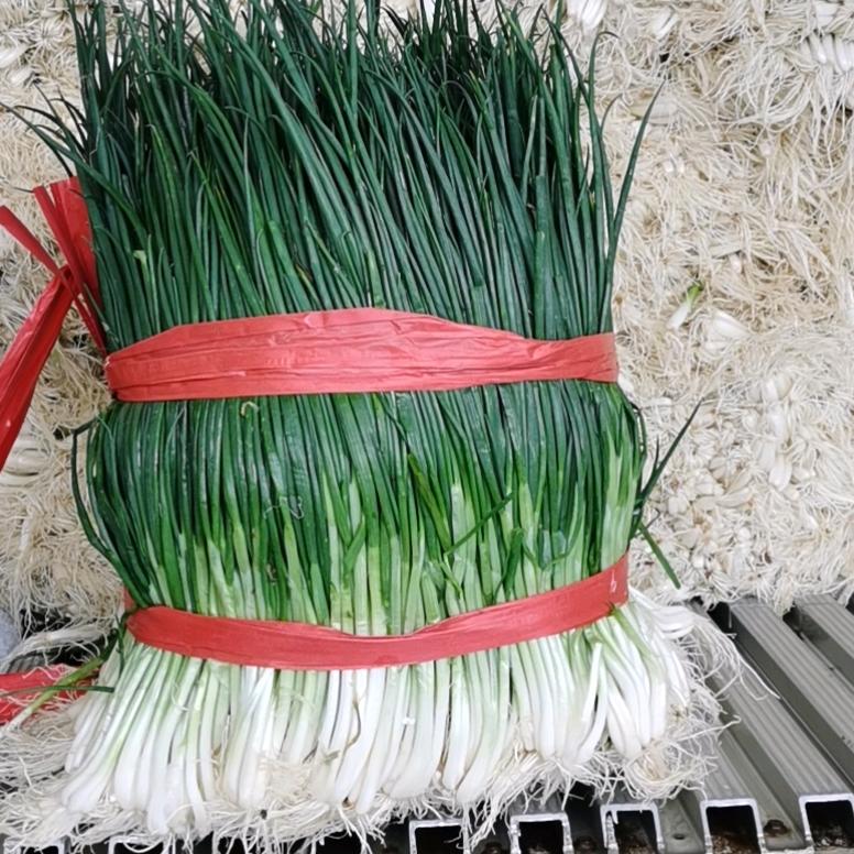 专业经营蔬菜，鲜货