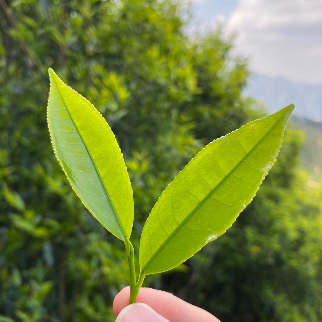 枞中品单丛茶