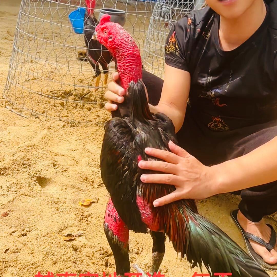 黔三鸿养殖