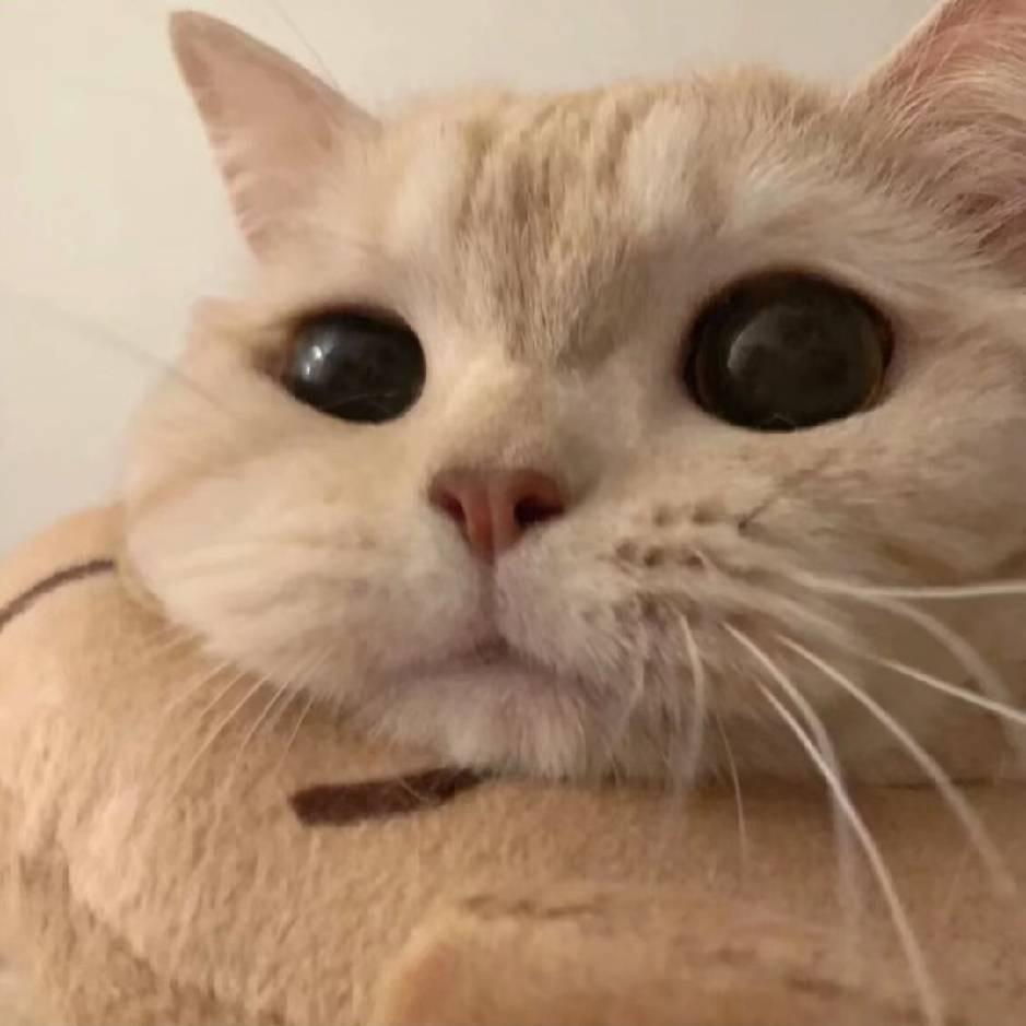 猫喜欢龙虾