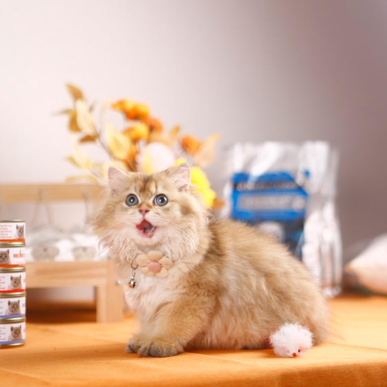 呆棉是只猫