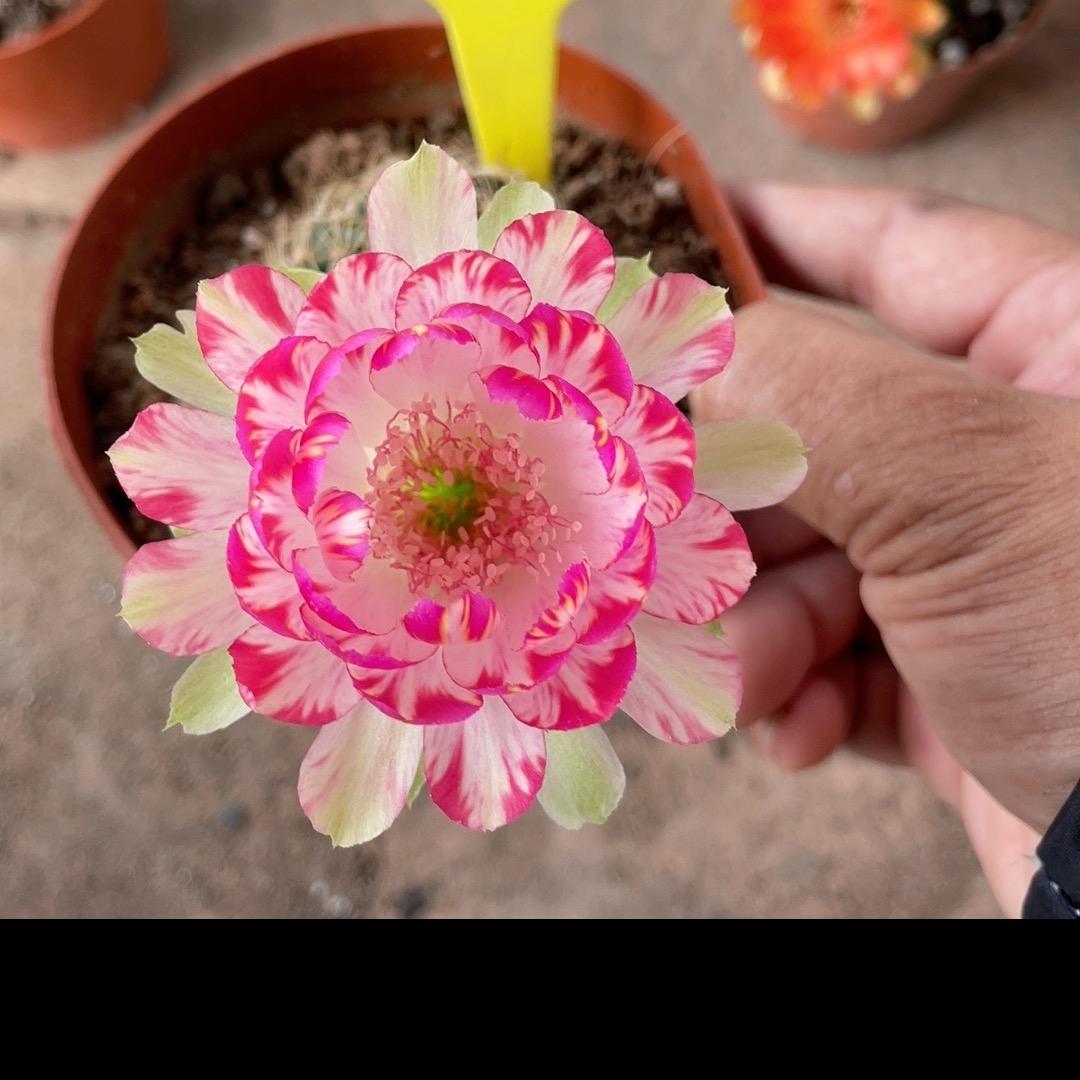 仙十里