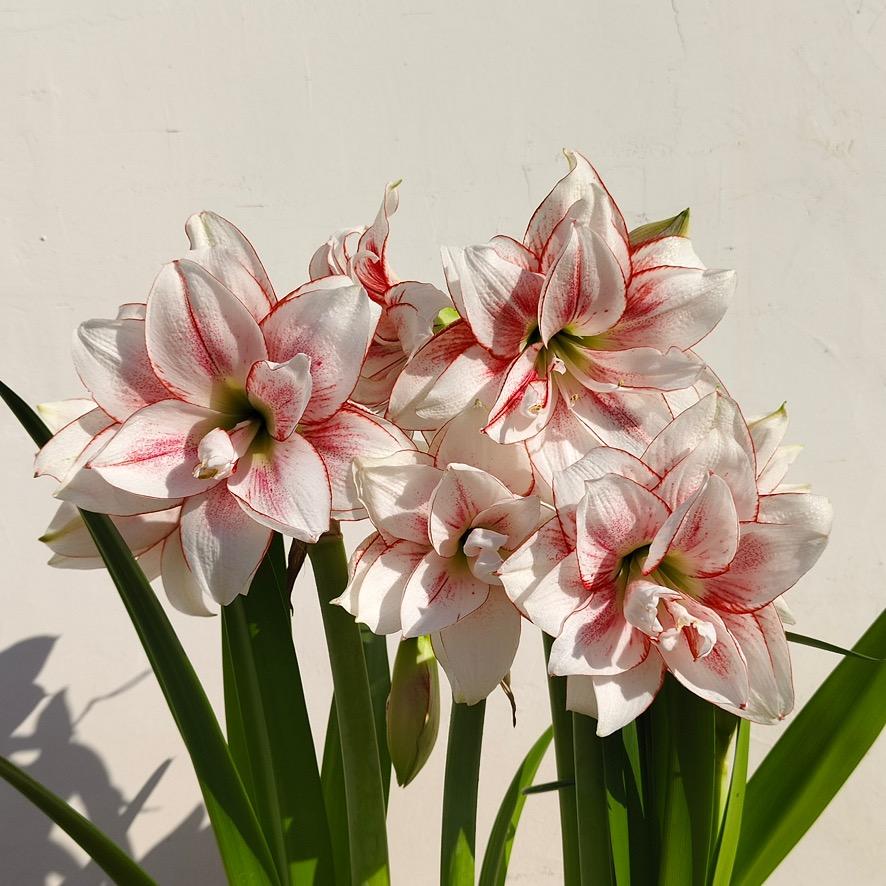 朱颜花卉（生鲜）