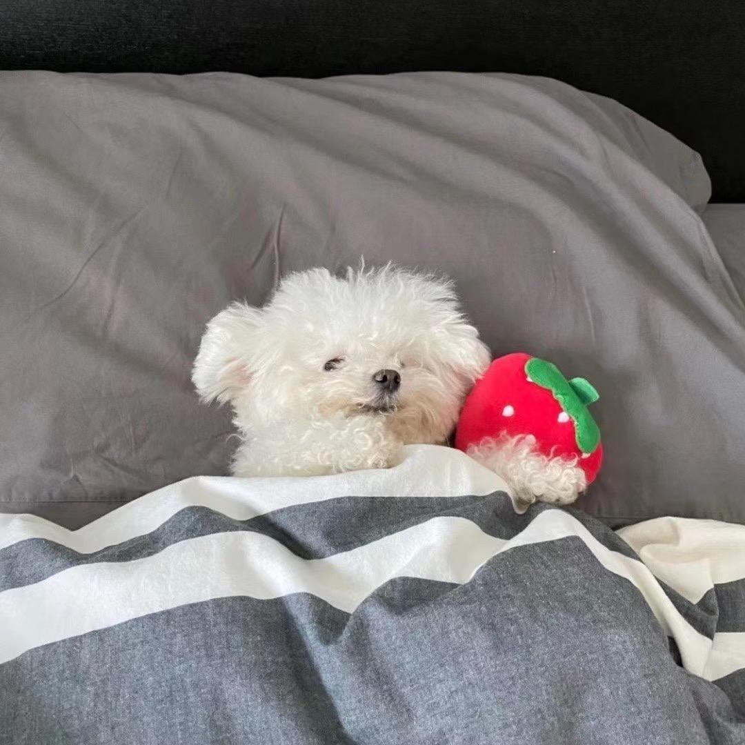 星语商店（袜子对对碰）