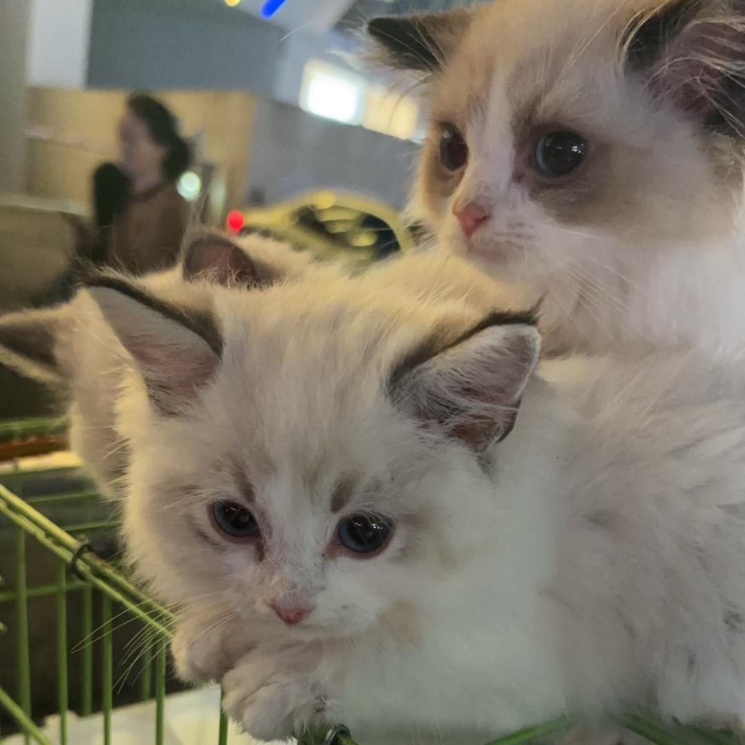 贵阳布偶猫