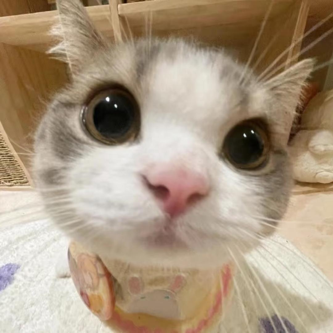 爱吃鸡翅.