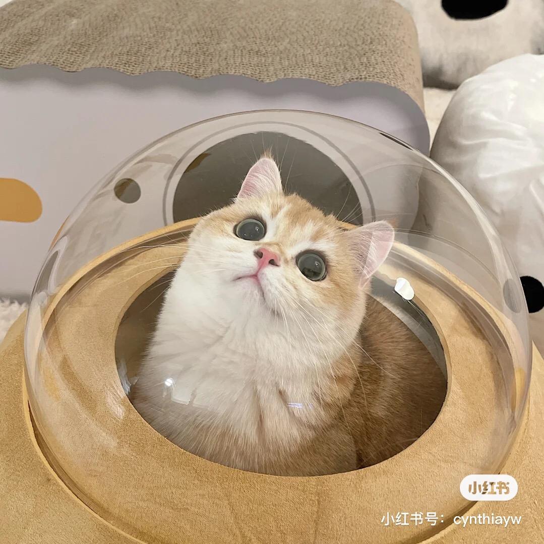 一只小橘子
