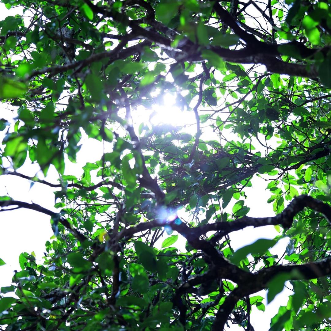 山间茶语（临沧市五星级茶叶初制所）