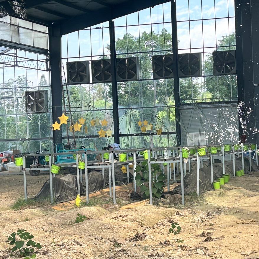 58号啶虫脒（接🥚中）