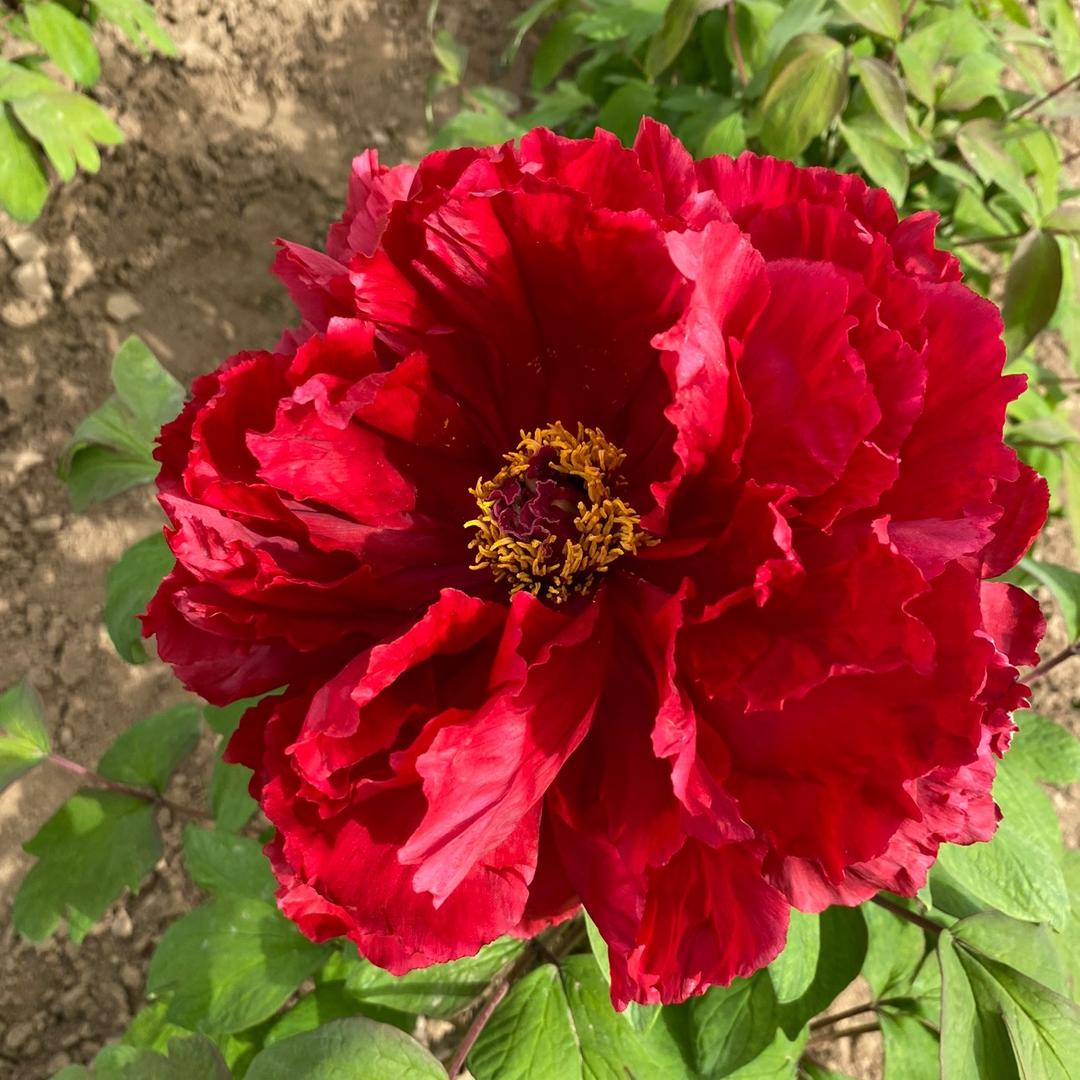 菏泽盛鑫牡丹产业园