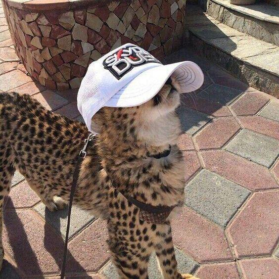 美洲豹